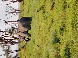 monicahjepkoech.gnomio.com